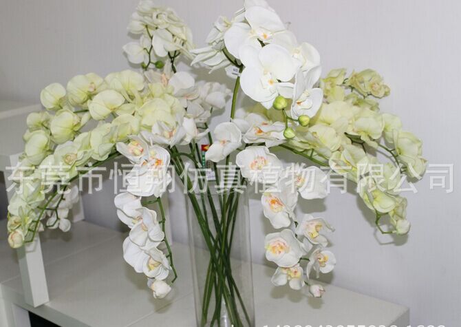 居家房间客厅摆放什么植物和花比较好
