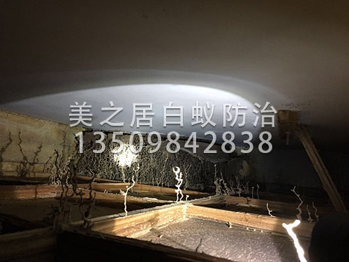 东莞白蚁灭巢技术
