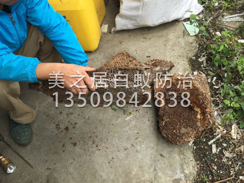工厂办公室白蚁防治