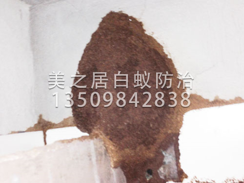 厚街白蚁防治