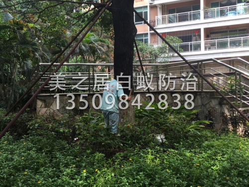 小区白蚁防控工作