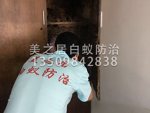 高效灭白蚁