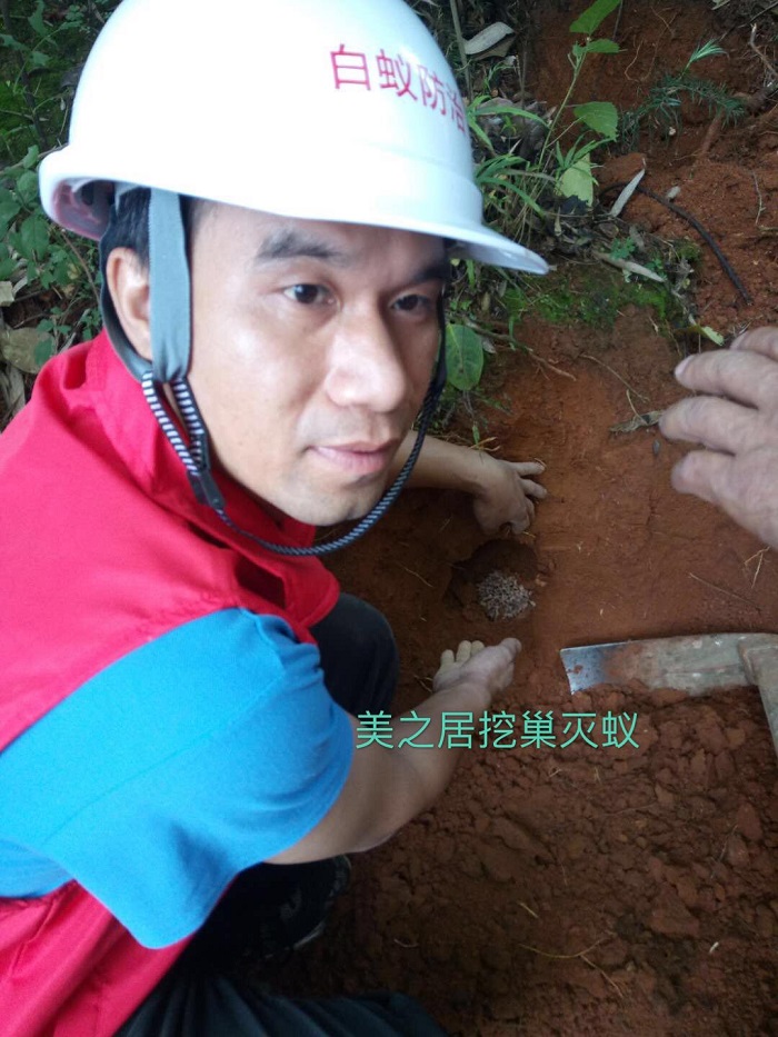 美之居挖巢灭蚁