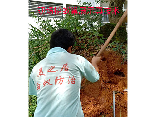 专业治白蚁公司