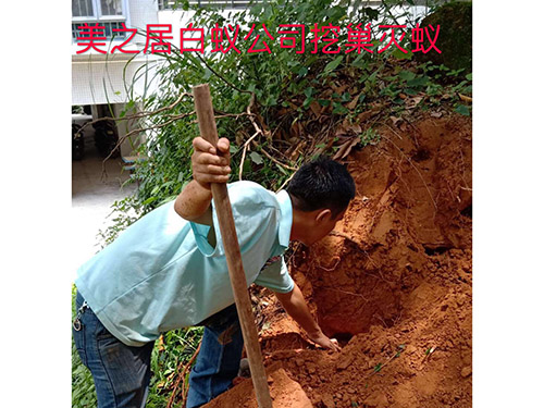 白蚁灭治服务