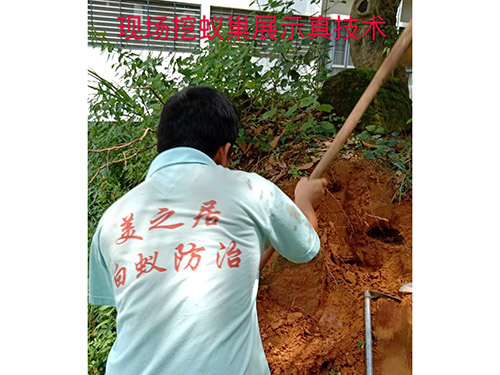 东莞白蚁防治