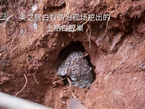 灭白蚁