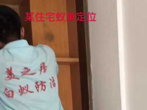 美之居白蚁灭巢技术