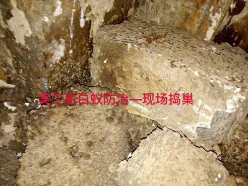 白蚁灭治