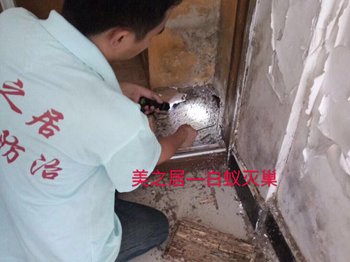 东莞白蚁灭治