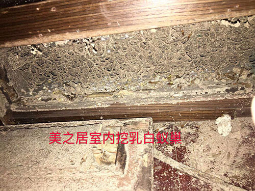 美之居挖巢灭蚁