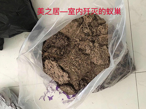 白蚁灭治