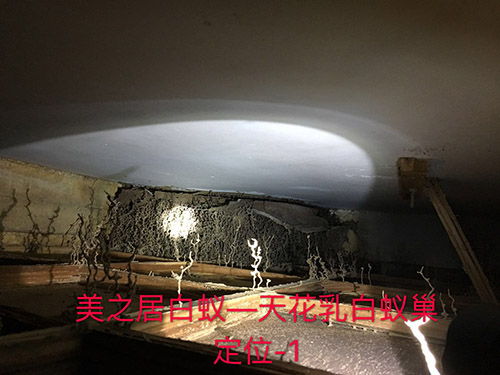 白蚁灭巢技术