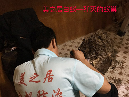 白蚁灭巢