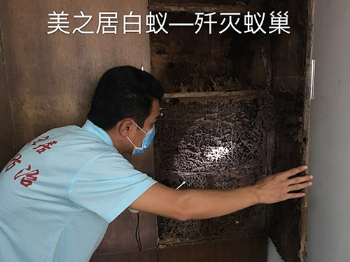 高效灭白蚁