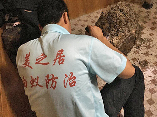 白蚁防治现场