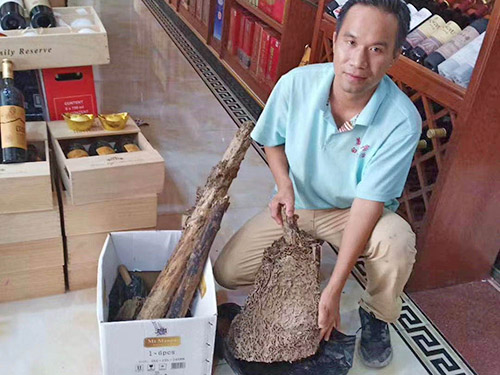 白蚁防治现场案例