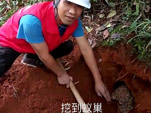 美之居白蚁防治