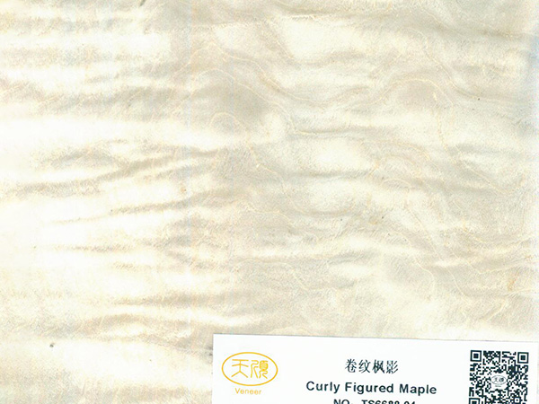 卷纹枫影