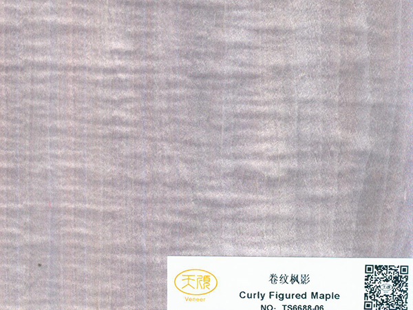 卷纹枫影