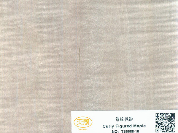 卷纹枫影