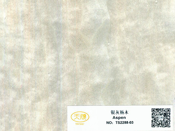 银灰杨木