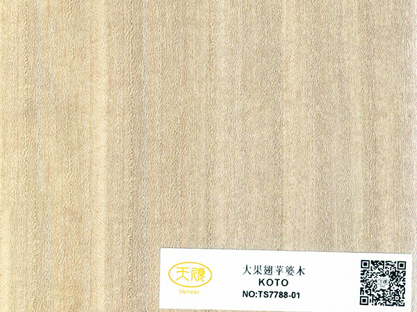 大果翅苹婆木