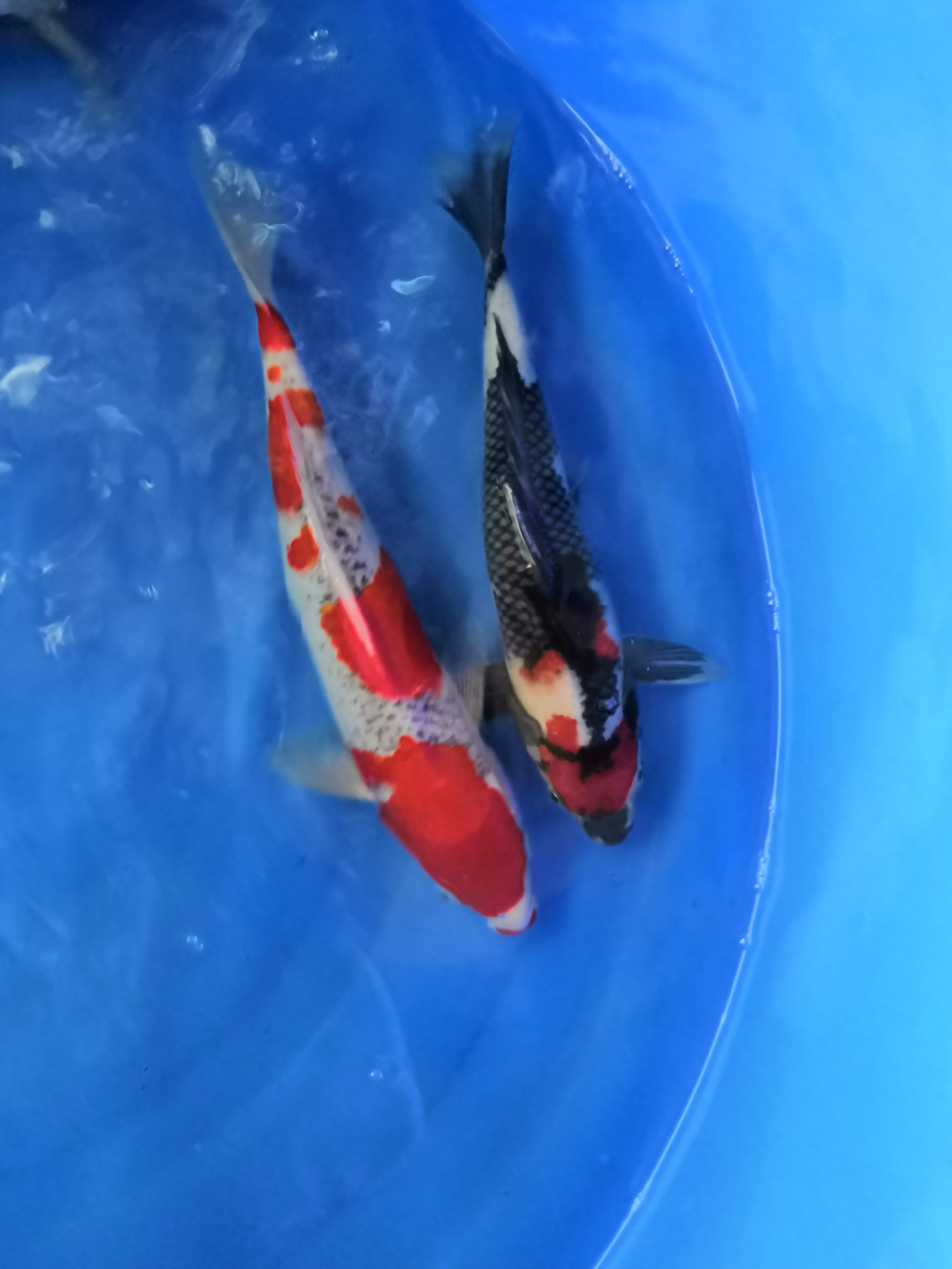 锦鲤文化推介的先行者