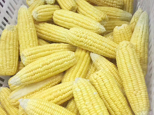 玉米