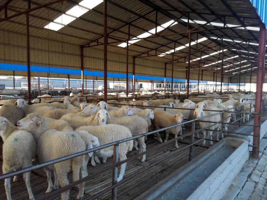 广东新鲜肉类配送