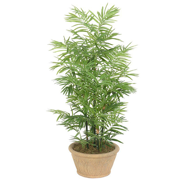 8米鱼尾葵【行情 报价 价格 评测】-企讯网