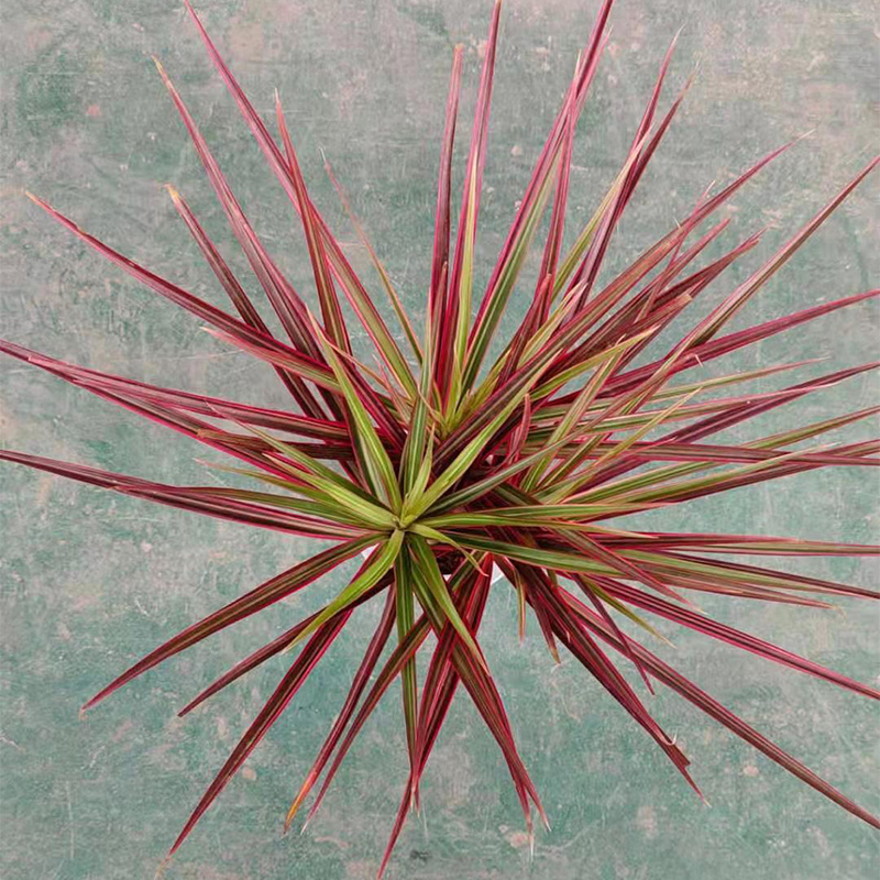 水培七彩铁盆栽