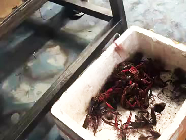 活龙虾振动盘