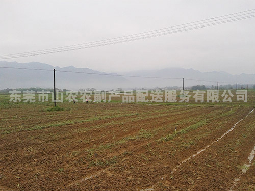 广西蔬菜种植基地
