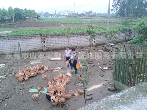 鸡场
