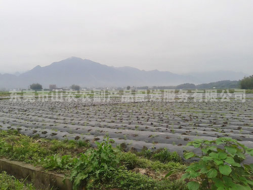 蒙山蔬菜种植基地