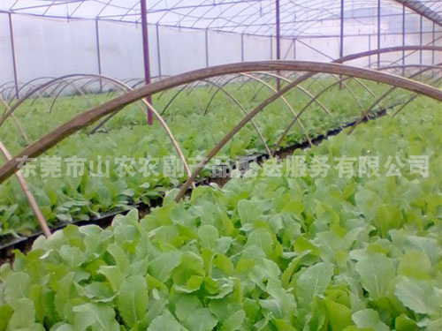 种植基地
