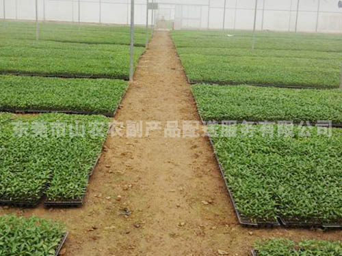 蔬菜种植基地