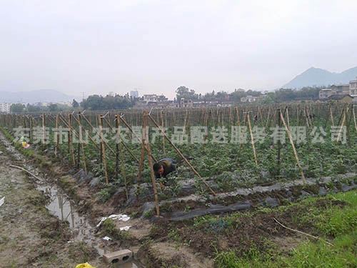 蒙山蔬菜种植基地
