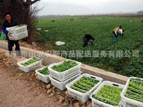 蔬菜丰收现场