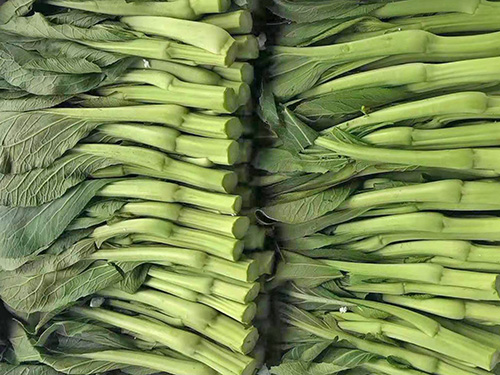 菜心