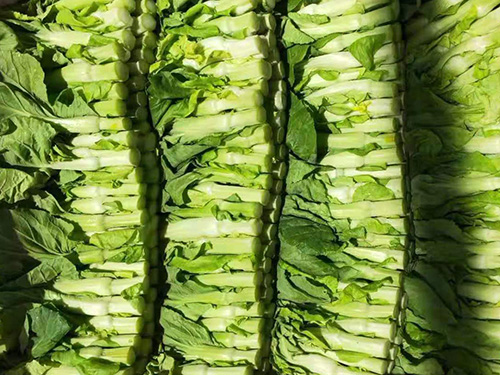 菜心
