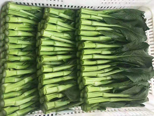 菜心