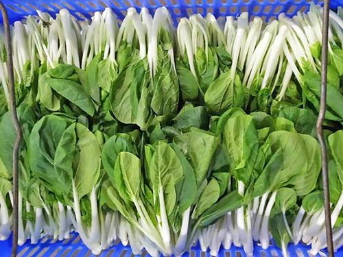 白菜