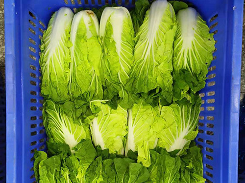 大白菜